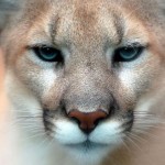 lion-cougar-puma-mountain-cat-catamount